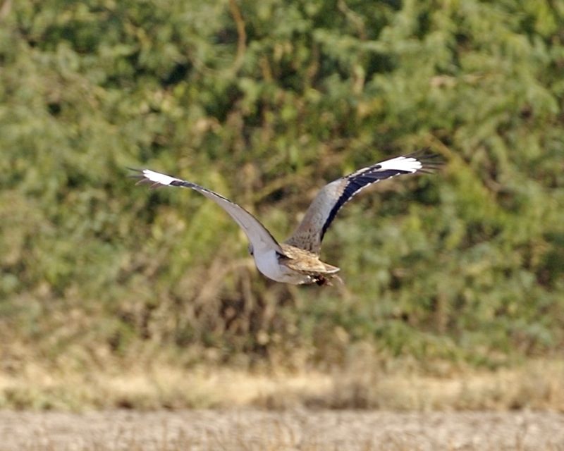 Houbara bustard