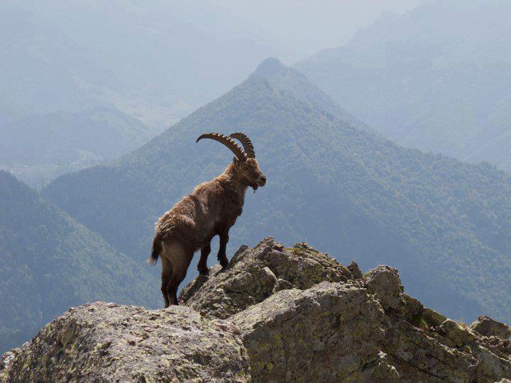 Mountain sheep in Pamir region
