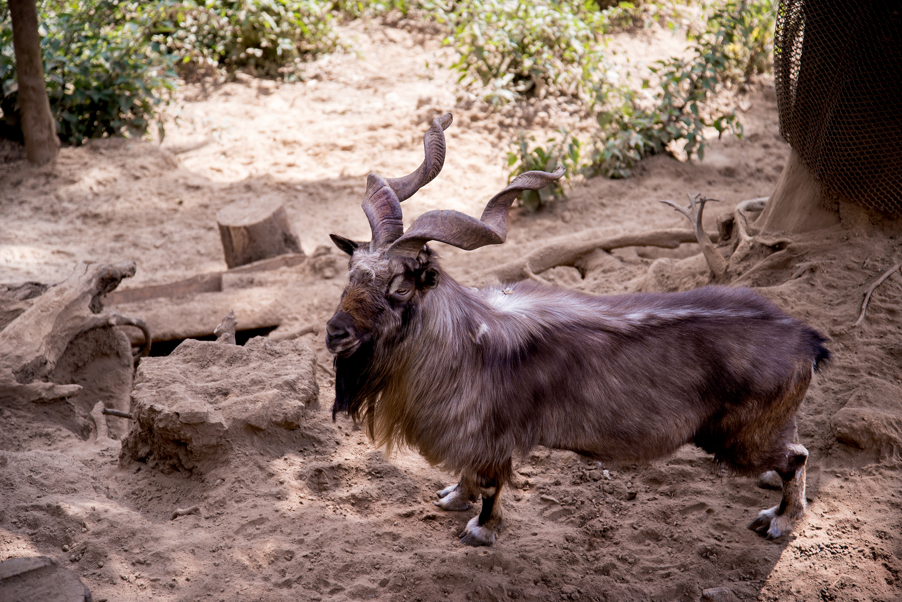 Markhor in Afghanistan region