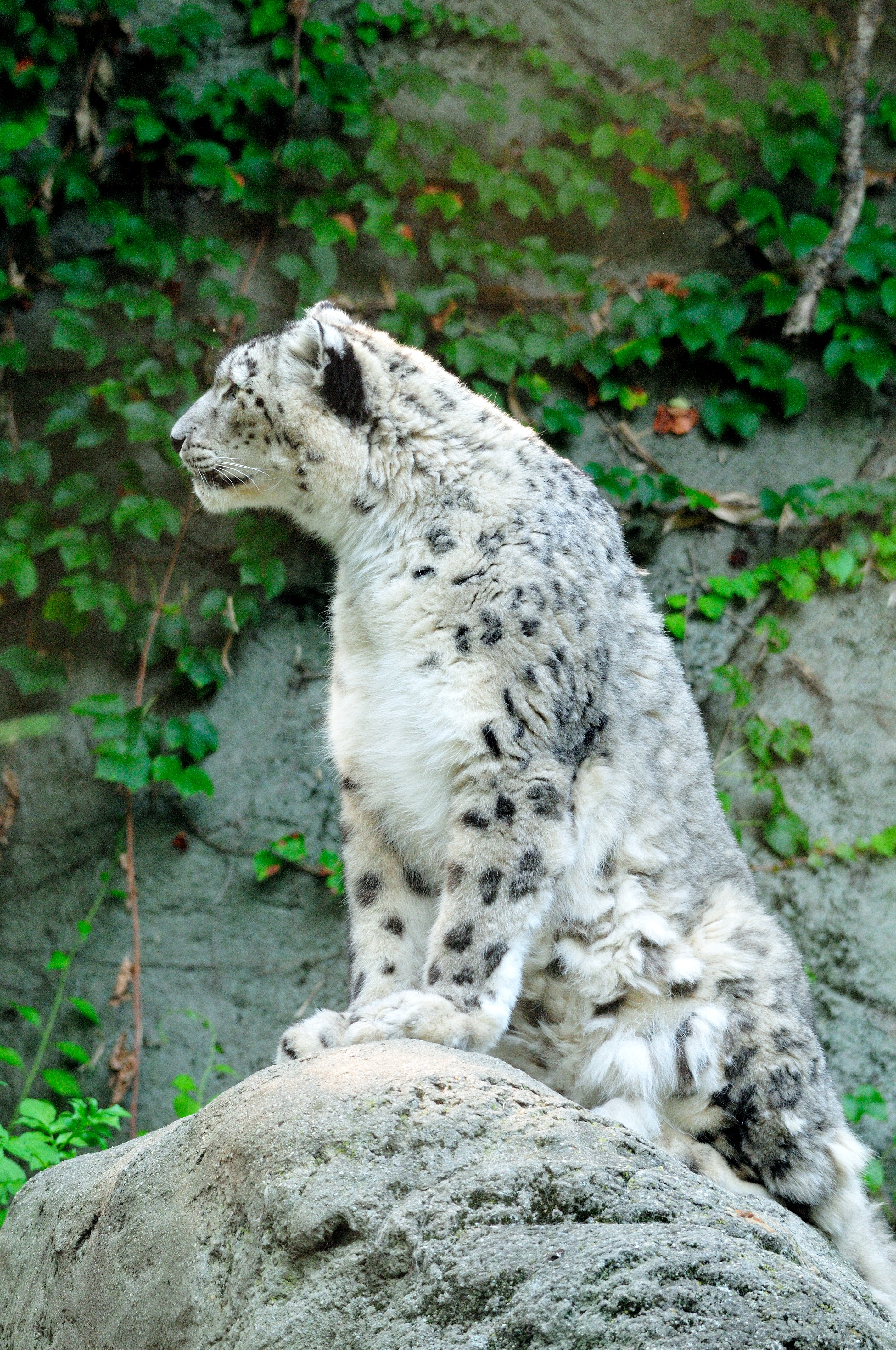 Snow leopard — endangered in Afghanistan